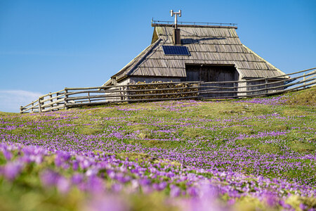 Cvetoča Velika planina – informacije za obiskovalce (2)